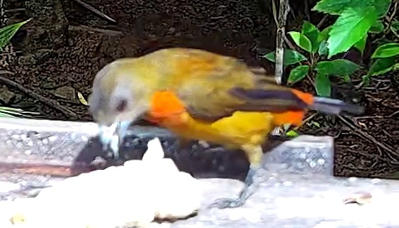 Passerini's Tanager