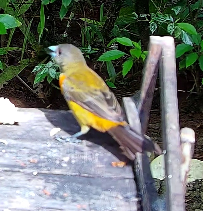 Flame-rumped Tanager