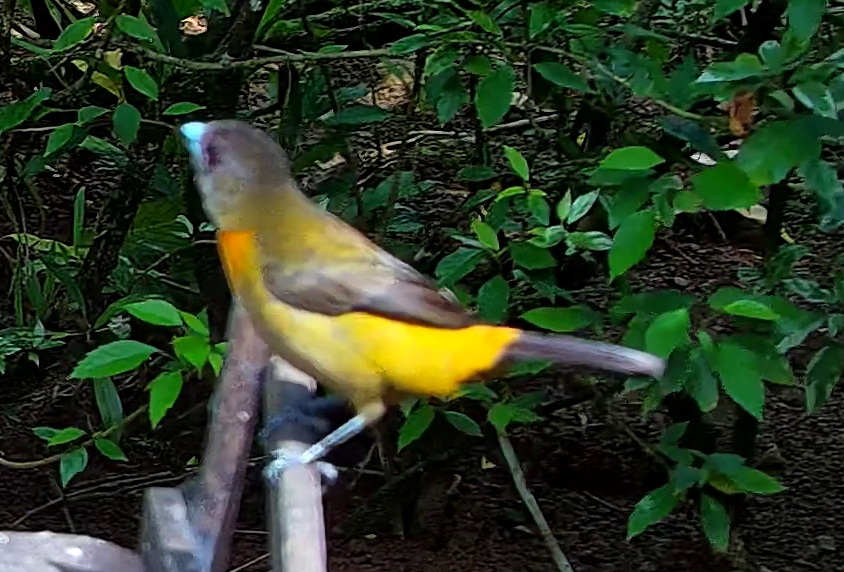 Passerini's Tanager