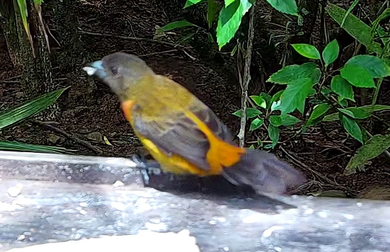 Flame-rumped Tanager