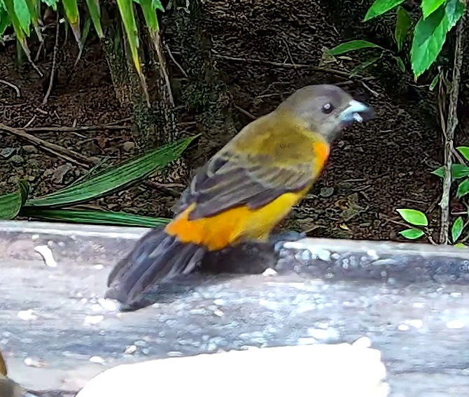 Flame-rumped Tanager