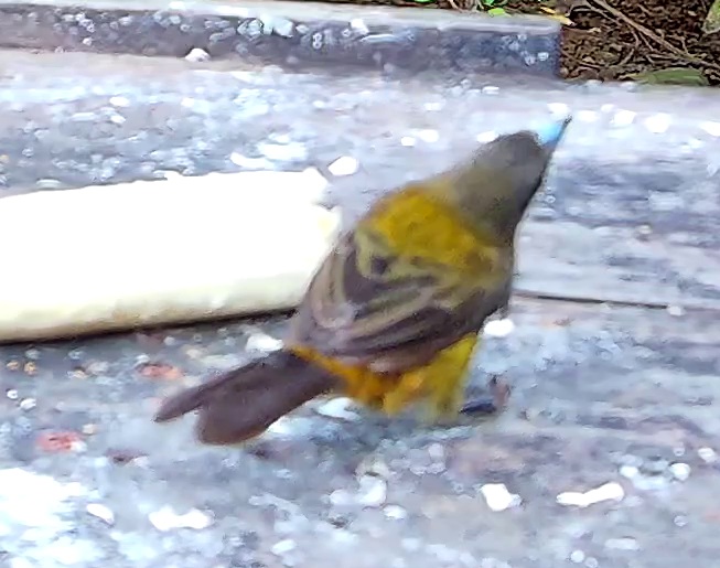 Flame-rumped Tanager
