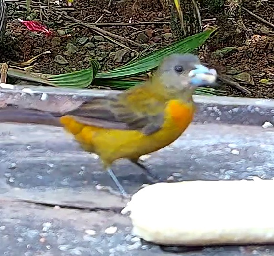 Flame-rumped Tanager