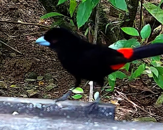Scarlet-rumped Tanager