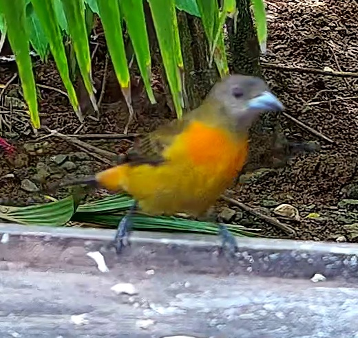 Flame-rumped Tanager