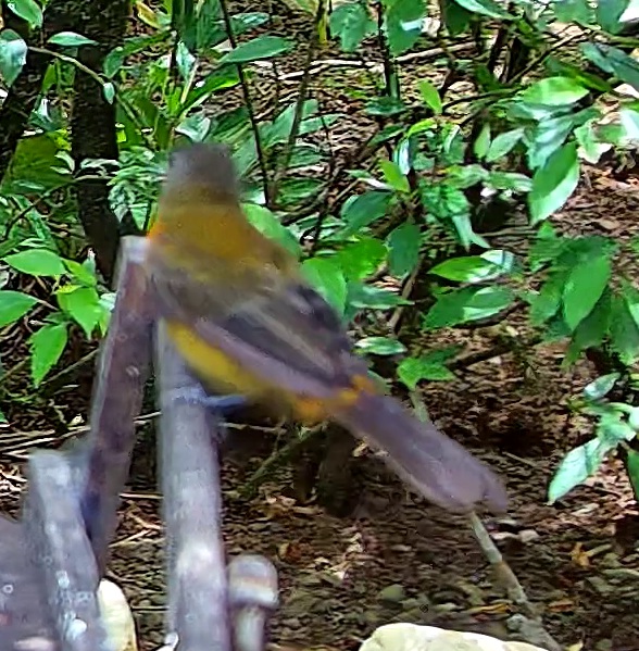 Palm Tanager