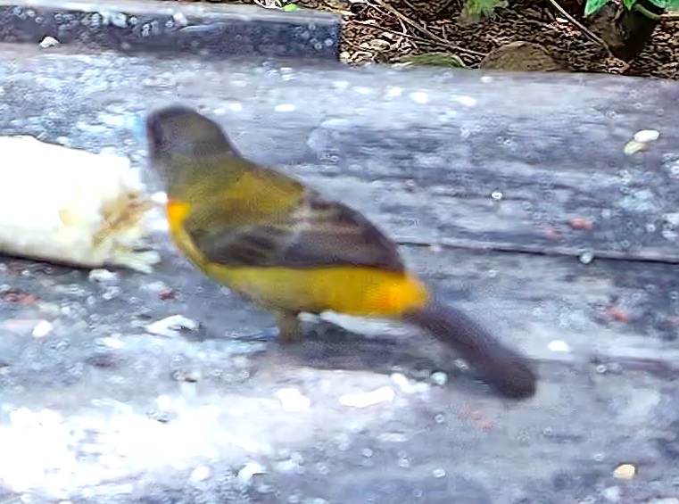 Passerini's Tanager