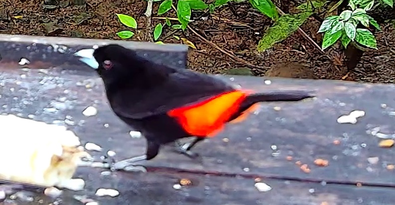 Flame-rumped Tanager