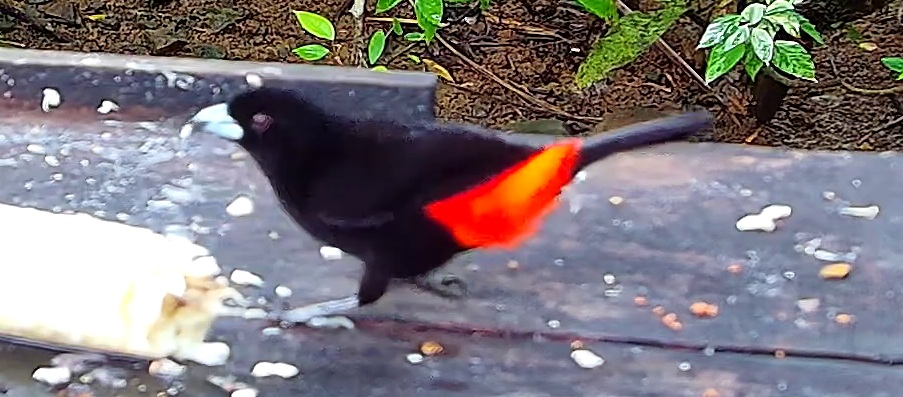 Scarlet-rumped Tanager