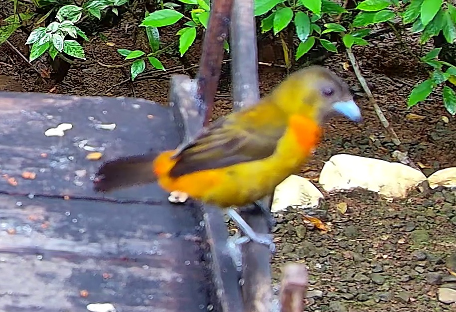 Flame-rumped Tanager