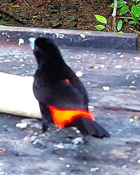 Flame-rumped Tanager