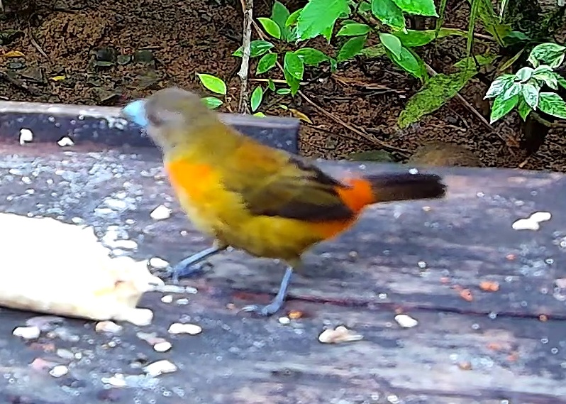 Flame-rumped Tanager