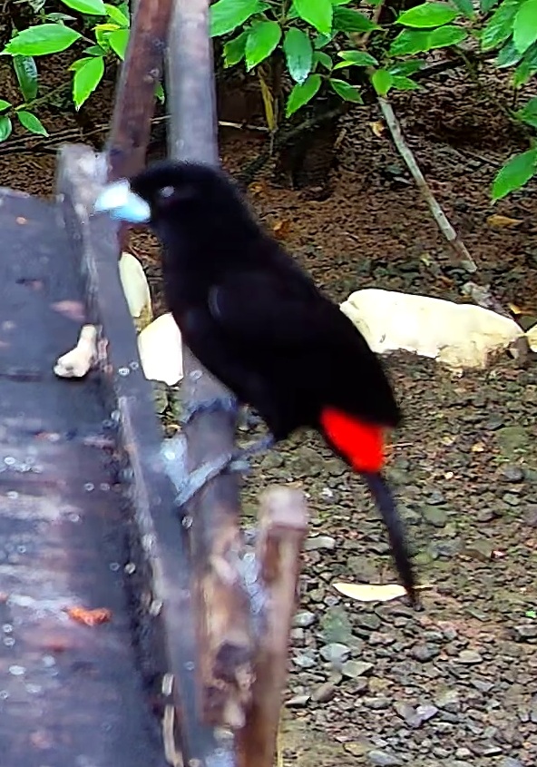 Scarlet-rumped Tanager