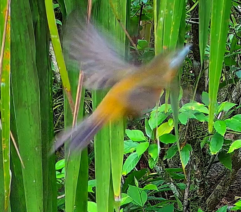 Palm tanager