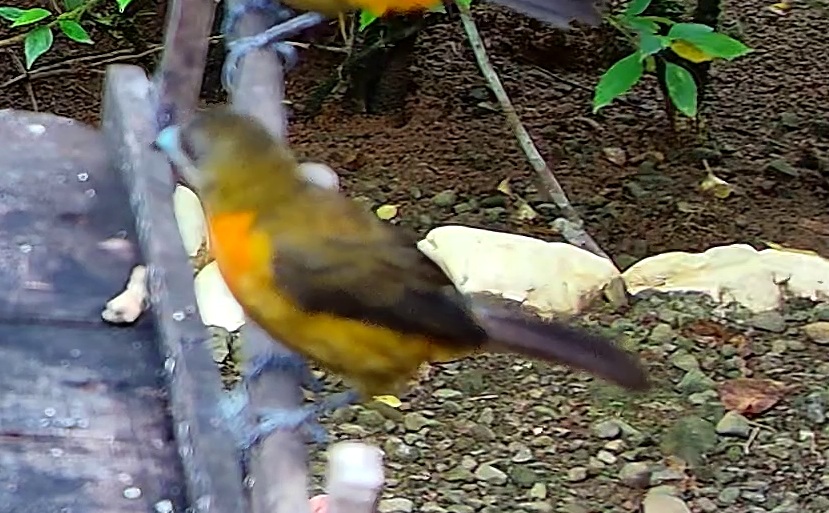 Passerini's Tanager