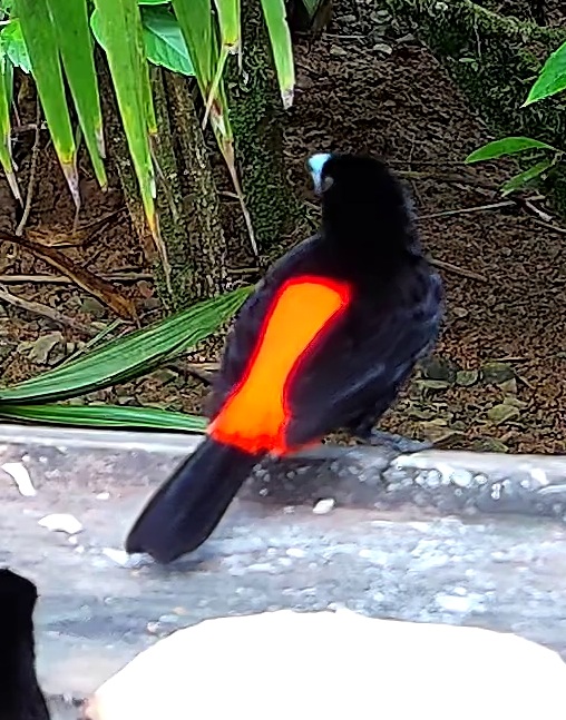 Scarlet-rumped Tanager