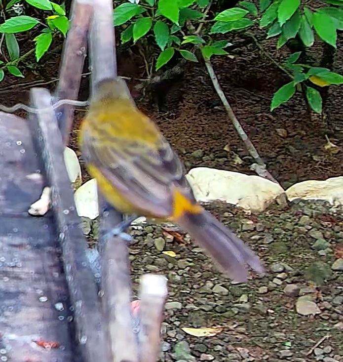 Flame-rumped Tanager