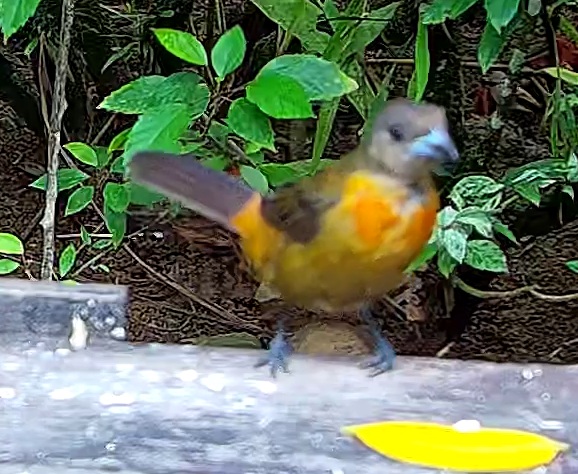 Flame-rumped Tanager
