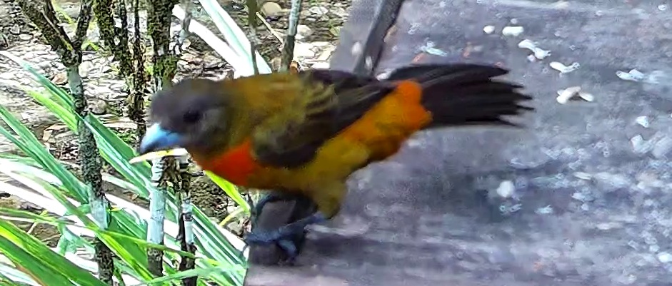 Flame-rumped Tanager