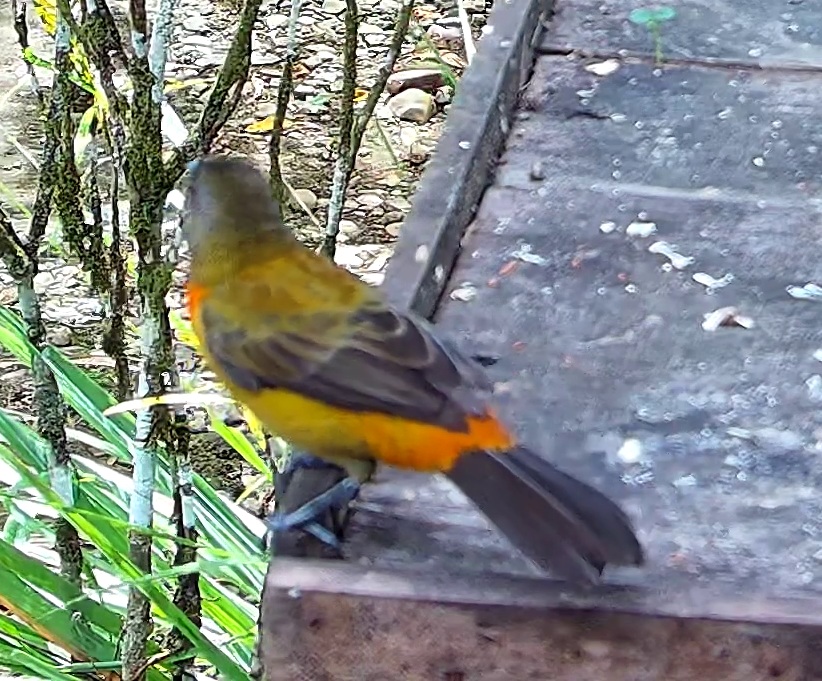 Olive-backed tanager