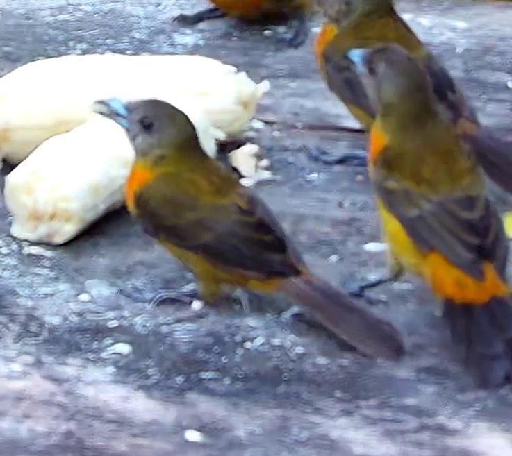 Flame-rumped Tanager