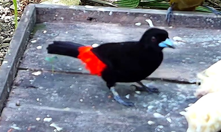 Cherrie's Tanager