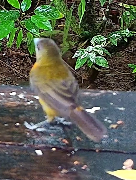 Palm Tanager