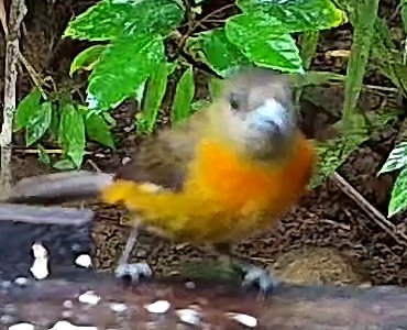 Flame-rumped Tanager
