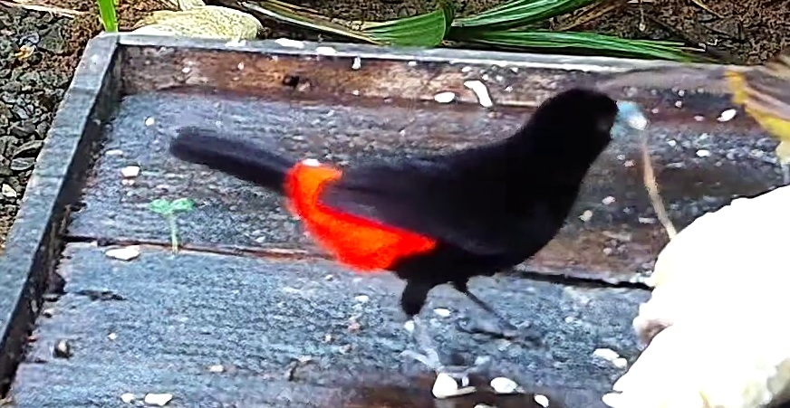 Flame-rumped Tanager