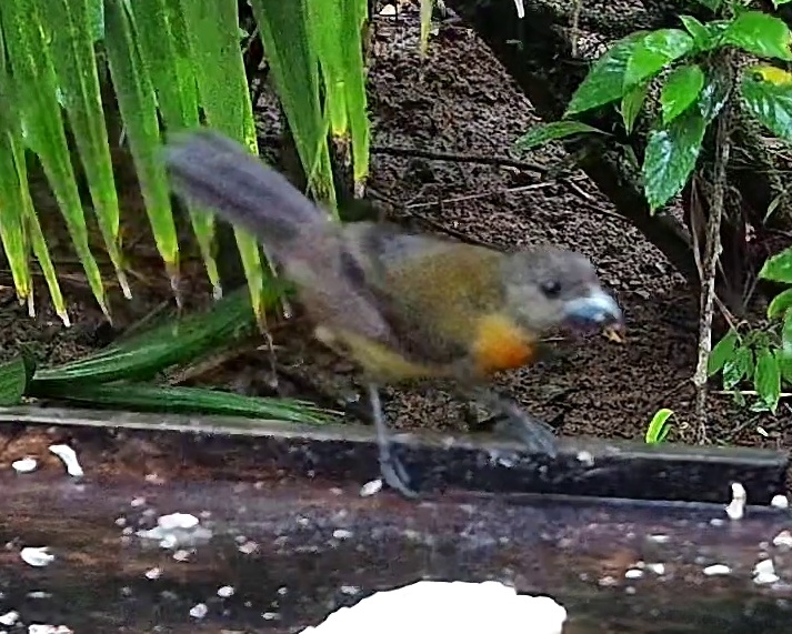 Crimson-collared tanager