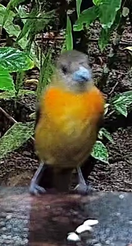 Flame-rumped Tanager