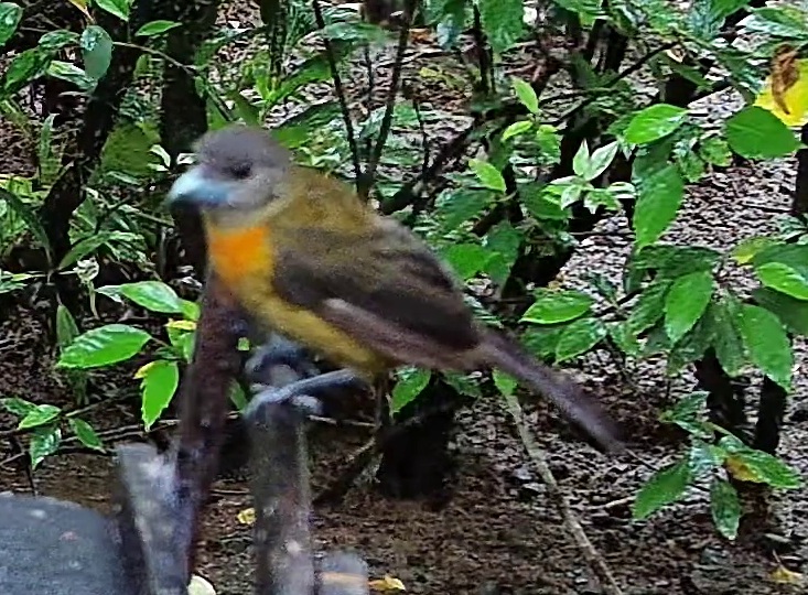 Flame-rumped Tanager