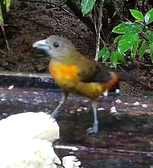 Passerini's Tanager