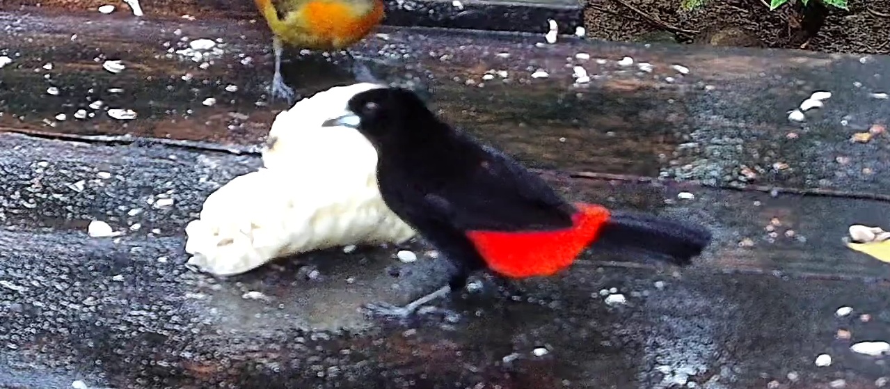 Cherrie's tanager