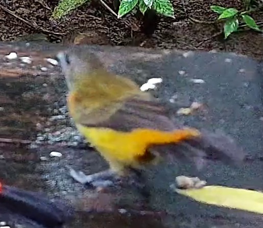Flame-rumped Tanager