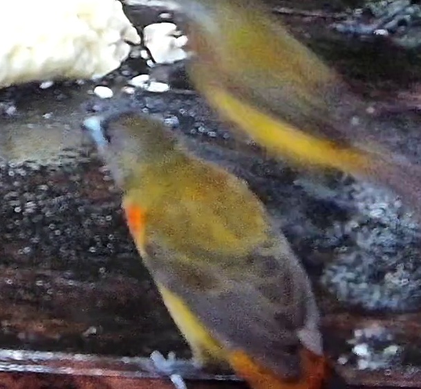 Flame-rumped Tanager