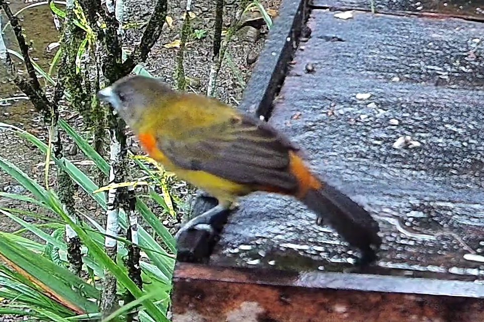 Flame-rumped Tanager