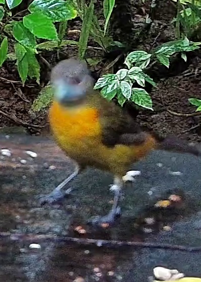 Passerini's Tanager