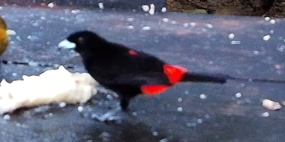Scarlet-rumped Tanager