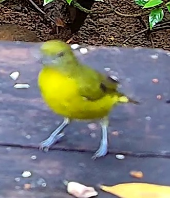 Thick-billed Euphonia
