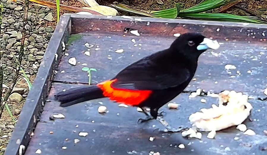 Flame-rumped Tanager