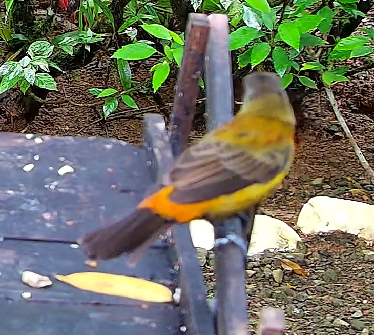Flame-rumped Tanager