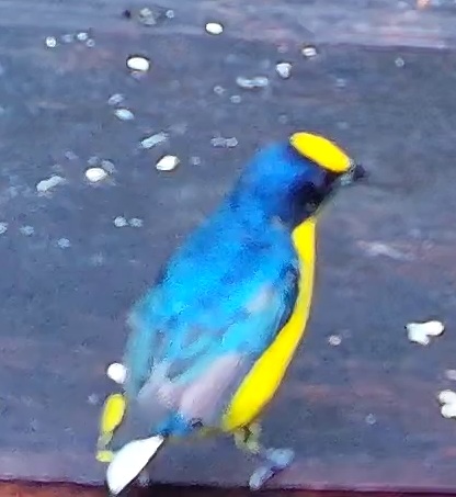 Violaceous Euphonia