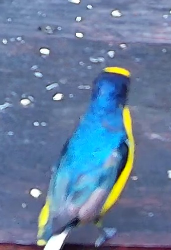 Violaceous Euphonia