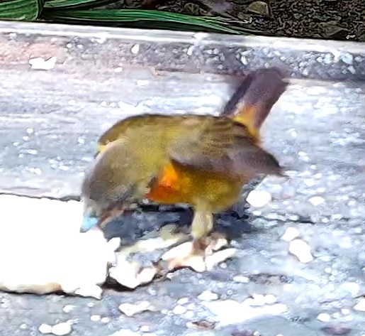 Flame-rumped Tanager