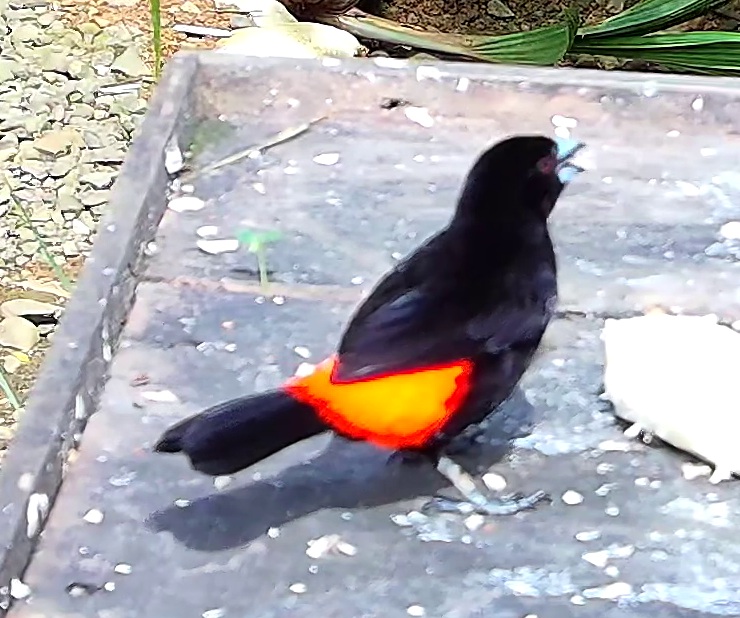 Flame-rumped Tanager