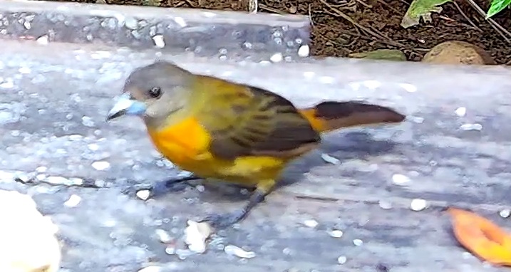 Flame-rumped Tanager