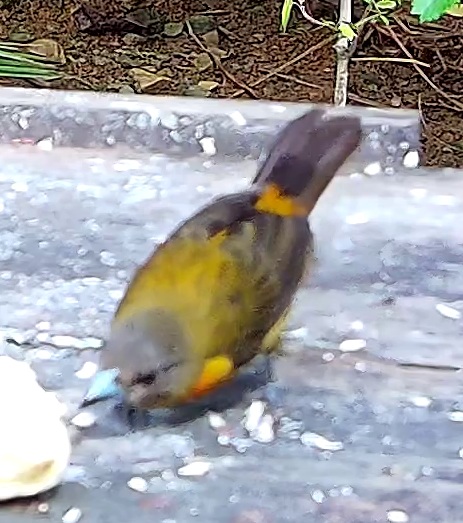 Cherrie's Tanager