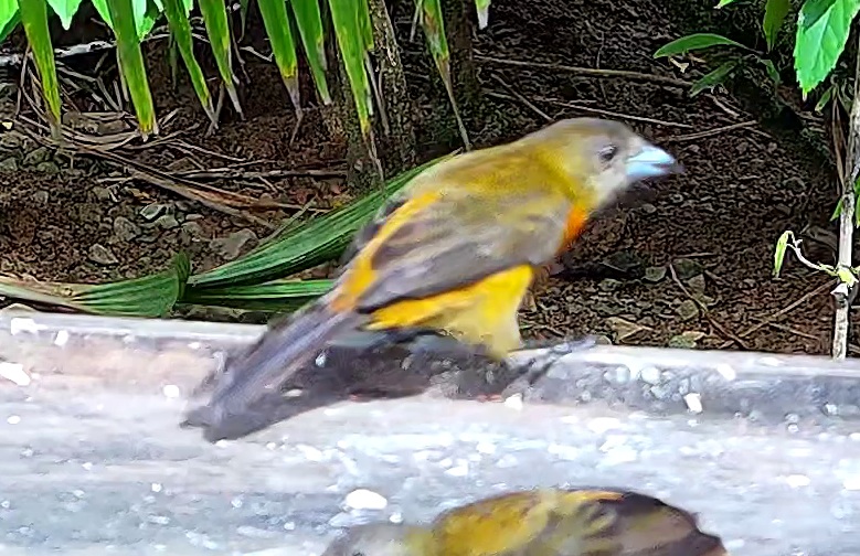 Flame-rumped Tanager