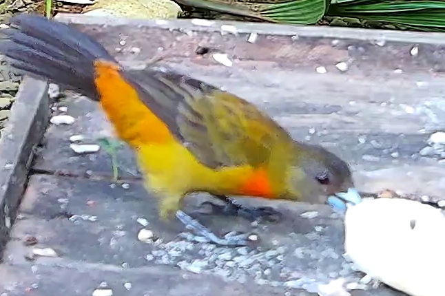 Flame-rumped Tanager